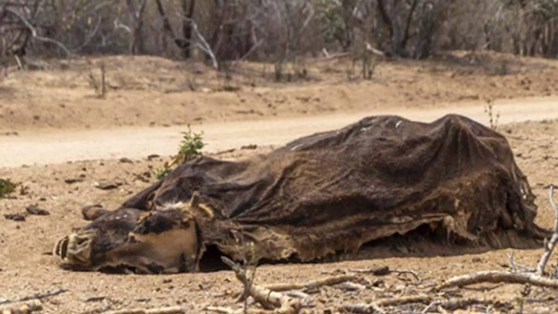 pérdida de ganado en Baja California Sur